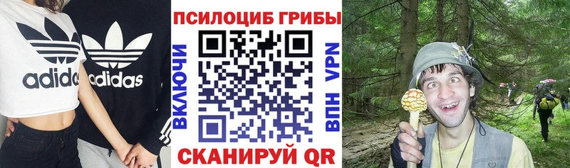 Псилоцибиновые грибы Psilocybine cubensis KRAKEN Бабаево купить сайты